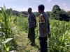 Sinergi Bhabinkamtibmas dan Petani di Kuripan: Dorong Optimalisasi Panen Jagung dan Distribusi ke Bulog