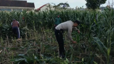 Program Ketahanan Pangan Polsek Labuapi Sasar Pekarangan