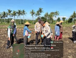 Sinergi Petani dan Pemerintah, Penanaman Jagung di Terara Dukung Ketahanan Pangan Nasional
