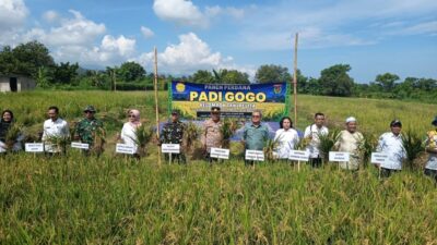 Panen Perdana Padi Gogo, Harapan Baru Petani Rempek