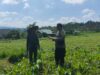 Polres Lombok Tengah Dukung Ketahanan Pangan, Bhabinkamtibmas Terjun Langsung Cek Lahan Jagung Warga