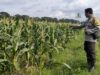 Kunci Stabilitas Desa Bagik Polak: Sinergi Kuat Polsek Labuapi dan Petani demi Ketahanan Pangan