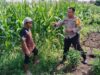 Bhabinkamtibmas Labuapi Dorong Swasembada Jagung di Lombok Barat