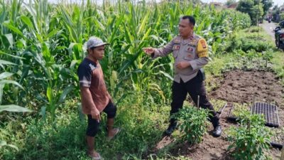 Petani Jagung Dusun Jogot Didorong Optimalkan Lahan Pekarangan