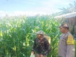 Polsek Gerung di Desa Banyu Urip, Kawal Ketahanan Pangan Langsung dari Lahan Pertanian