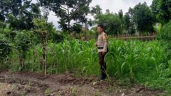 Polri Kawal Swasembada Pangan di Desa Terong Tawah