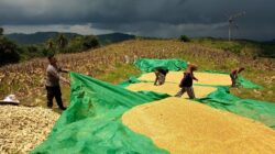 Mengawal Program Asta Cita di Desa: Aksi Nyata Polisi Lombok Barat Turun ke Sawah Bantu Petani Jagung