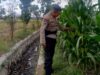 Strategi Bhabinkamtibmas di Lombok Barat Pacu Produktivitas Desa demi Ketahanan Pangan Nasional