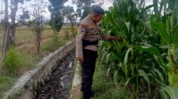 Cara Polsek Labuapi Jaga Ketahanan Pangan Nasional