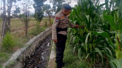 Strategi Bhabinkamtibmas di Lombok Barat Pacu Produktivitas Desa demi Ketahanan Pangan Nasional