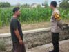 Lahan Kosong Jadi Kebun Jagung, Cara Bhabinkamtibmas Polsek Labuapi Wujudkan Ketahanan Pangan Nasional