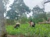 Bhabinkamtibmas Desa Selong Belanak Sambangi Petani Jagung, Dukung Swasembada Pangan Nasional