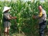 Wujudkan Kemandirian Pangan, Kapolsek Labuapi Instruksikan Personel Jadi Motivator Petani di Tengah Sawah