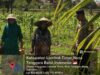 Bhabinkamtibmas Desa Selagik Cek Lahan Jagung Warga, Dukung Ketahanan Pangan