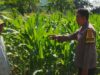 Ubah Lahan Kosong Jadi Lumbung Pangan, Langkah Nyata Polsek Labuapi Perkuat Ketahanan Nasional
