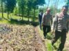 Kapolsek Sakra Monitoring Lahan Jagung di Desa Sakra, Berikan Edukasi Perawatan Tanaman kepada Petani