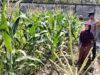 Bhabinkamtibmas Labuapi Gerakkan Warga Tanam Jagung di Lahan Kosong