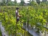Bhabinkamtibmas desa lendang nangka Polsek Masbagik Cek lahan ketahanan Pangan bergizi di dusun gonjong