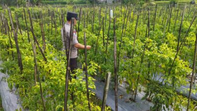 Bhabinkamtibmas desa lendang nangka Polsek Masbagik Cek lahan ketahanan Pangan bergizi di dusun gonjong