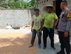 Personel Polsek Labuapi Turun Tangan Pastikan Kualitas Panen Jagung Petani Melimpah