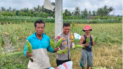 Bhabinkamtibmas Desa Bagik Papan Cek Panen Jagung dan Sampaikan Himbauan Kamtibmas kepada Warga