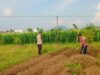 Polisi Dampingi Petani Labuapi Garap Lahan Pangan