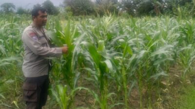 Langkah Nyata Polsek Labuapi Kawal Kemandirian Pangan Nasional Melalui Pendampingan Petani Jagung