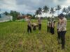 Waka Polres Lombok Tengah Mengecek Lahan Jagung di Dusun Arjangka Kecamatan Pringgarata