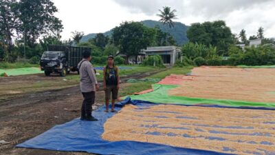 Bhabinkamtibmas Desa Pekat Pantau Panen Raya Jagung, Dukung Ketahanan Pangan Nasional