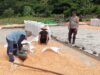 Bhabinkamtibmas Polsek Woja Pantau Penjemuran Jagung Warga, Dorong Peningkatan Ketahanan Pangan