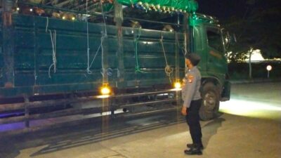 Pengiriman Ternak Sapi di Pelabuhan Lembar Berjalan Lancar