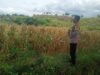 BHABINKAMTIBMAS DESA KIDANG TINJAU LAHAN JAGUNG WARGA DUKUNG KETAHANAN PANGAN