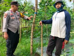 Bhabinkamtibmas Arab Kenangan Monitoring Ketahanan Pangan Warga, Dukung Program Swasembada
