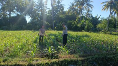Dukung Ketahanan Pangan Nasional, Bhabinkamtibmas Desa Tarusa Pantau Penanaman Jagung Hibrida