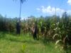 Dukung Ketahanan Pangan, Bhabinkamtibmas Desa Tarusa Pantau Persiapan Panen Jagung Hibrida
