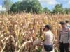 Polres Bima Kota Laksanakan Pengecekan Lahan Jagung Menjelang Panen Raya Kuartal II Tahun 2026