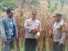 Polsek Rasbar Sambangi Petani Jagung, Wujud Dukungan Polri terhadap Program Ketahanan Pangan