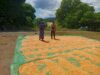 BHABINKAMTIBMAS DESA NANGAMIRO LAKUKAN PEMANTAUAN HASIL PANEN JAGUNG WARGA DALAM MENDUKUNG KETAHANAN PANGAN NASIONAL