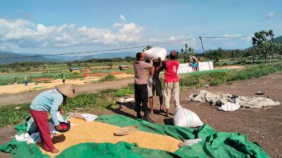 BHABINKAMTIBMAS POLSEK WOJA PANTAU PENJEMURAN HASIL PANEN JAGUNG WARGA DI DESA MUMBU