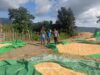 BHABINKAMTIBMAS DESA ADU POLSEK HU’U LAKUKAN PEMANTAUAN HASIL PANEN JAGUNG WARGA