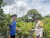 Dukung Pangan Mandiri, Bhabinkamtibmas Rhee Loka Pantau Budidaya Cabai dan Serap Kendala Petani