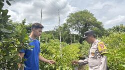 Dukung Pangan Mandiri, Bhabinkamtibmas Rhee Loka Pantau Budidaya Cabai dan Serap Kendala Petani