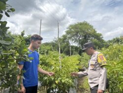 Dukung Pangan Mandiri, Bhabinkamtibmas Rhee Loka Pantau Budidaya Cabai dan Serap Kendala Petani
