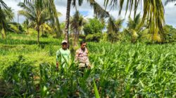 BHABINKAMTIBMAS POLSEK PEKAT MONITORING LAHAN JAGUNG WARGA DUKUNG KETAHANAN PANGAN NASIONAL