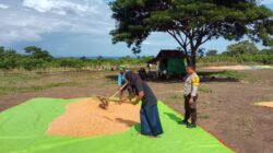 Panen Jagung Capai Belasan Ton, Bhabinkamtibmas Doropeti Berikan Motivasi kepada Petani