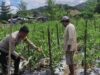 Bhabinkamtibmas Desa Manemeng Dorong Ketahanan Pangan Warga Lewat Pekarangan Bergizi
