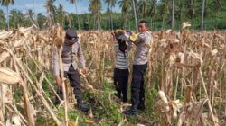 Sinergi Polsek Sekotong dan Petani: Manfaatkan Lahan Tadah Hujan untuk Ketahanan Nasional