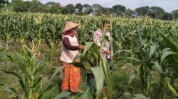 Momen Hangat Bhabinkamtibmas Dampingi Petani Jagung Bagik Polak, Sinergi Kuat Demi Swasembada Pangan Desa