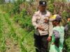 Cara Cerdas Bhabinkamtibmas Labuapi Ajak Warga Sulap Lahan Kosong Demi Ketahanan Pangan Nasional