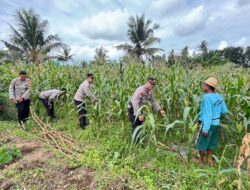 Sat Binmas Polres Lombok Tengah Cek Kesiapan Panen Raya Jagung Kuartal II 2026